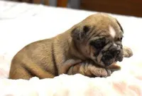 STAR RED MERLE, a female French Bulldog for sale in Marshfield, MO – Photo 3 of 4