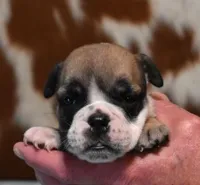 GABE FAWN & WHITE, a male English Bulldog for sale in Marshfield, MO – 2 of 2