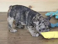IRA BLUE MERLE, a male French Bulldog for sale in Marshfield, MO – 5 of 5