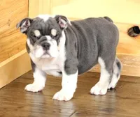 TURBO - BLUE TRI, a male English Bulldog for sale in Marshfield, MO – 4 of 4