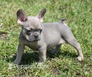 VIOLA FAWN LILAC – French Bulldog puppy for sale in Marshfield, MO