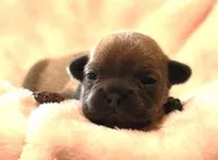 VIOLA  BLUE FAWN, a female French Bulldog for sale in Marshfield, MO – Photo 2 of 3