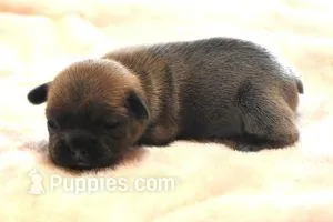 VIOLA  BLUE FAWN – French Bulldog puppy for sale in Marshfield, MO