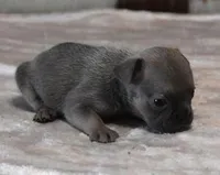 VIOLA FAWN LILAC, a female French Bulldog for sale in Marshfield, MO – Photo 5 of 5