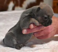 VIOLA FAWN LILAC, a female French Bulldog for sale in Marshfield, MO – Photo 4 of 5