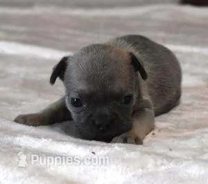 VIOLA FAWN LILAC – French Bulldog puppy for sale in Marshfield, MO