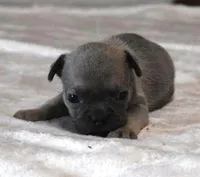 VIOLA FAWN LILAC, a female French Bulldog for sale in Marshfield, MO – Photo 1 of 5