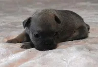 VIOLA FAWN LILAC, a female French Bulldog for sale in Marshfield, MO – Photo 2 of 5