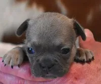 VIOLA FAWN LILAC, a female French Bulldog for sale in Marshfield, MO – Photo 3 of 5