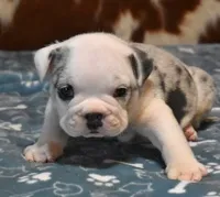 TUFFTY - BLUE MERLE AKC, a male English Bulldog for sale in Marshfield, MO – 4 of 4