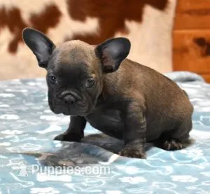CHIEF BLUE – French Bulldog puppy for sale in Marshfield, MO