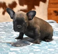 CHIEF BLUE, a male French Bulldog for sale in Marshfield, MO – 1 of 1