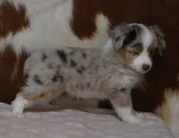 TANNER, RED MERLE, a female Toy Australian Shepherd for sale in Marshfield, MO – Photo 3 of 6