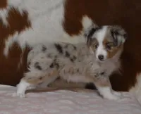 TANNER, RED MERLE, a female Toy Australian Shepherd for sale in Marshfield, MO – Photo 4 of 6