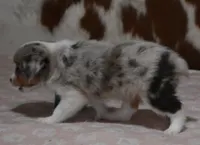 TANNER, RED MERLE, a female Toy Australian Shepherd for sale in Marshfield, MO – Photo 5 of 6