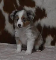 TANNER, RED MERLE, a female Toy Australian Shepherd for sale in Marshfield, MO – Photo 2 of 6