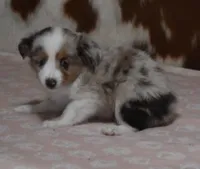 TANNER, RED MERLE, a female Toy Australian Shepherd for sale in Marshfield, MO – Photo 6 of 6