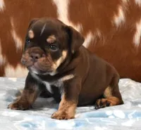 TANK - CHOCOLATE & TAN, a male English Bulldog for sale in Marshfield, MO – 5 of 5