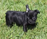 IZZY - BLACK & WHITE, a female French Bulldog for sale in Marshfield, MO – 3 of 4