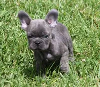 CHANCE BLUE, a male French Bulldog for sale in Marshfield, MO – 2 of 6