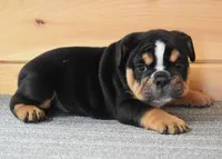 FLASH AKC BLACK TRI, a male English Bulldog for sale in Marshfield, MO – Photo 1 of 4
