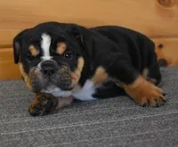 FLASH AKC BLACK TRI, a male English Bulldog for sale in Marshfield, MO – Photo 3 of 4