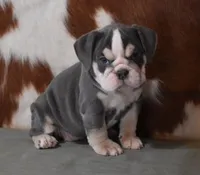 processed/28f3fc20-e8f6-4bd3-ab34-3724b1a5bec2/listing/e3d7035a-1f8d-4215-b008-e2c1c40babfc/a747cf42-8b2d-4ff1-9391-396b8bd2033e