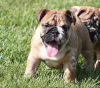FIONA  MERLE, a female English Bulldog for sale in Marshfield, MO – 4 of 4