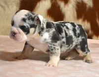 TINA - BLUE MERLE, a female English Bulldog for sale in Marshfield, MO – 3 of 4