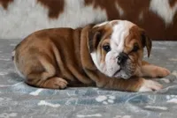 FREDDY  RED MERLE, a male English Bulldog for sale in Marshfield, MO – 5 of 5