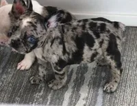 SPANKY BLUE MERLE, a male French Bulldog for sale in Marshfield, MO – 3 of 6