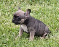 ELMO, a male French Bulldog for sale in Marshfield, MO – 4 of 5
