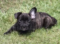 IRA , a male French Bulldog for sale in Marshfield, MO – 5 of 5