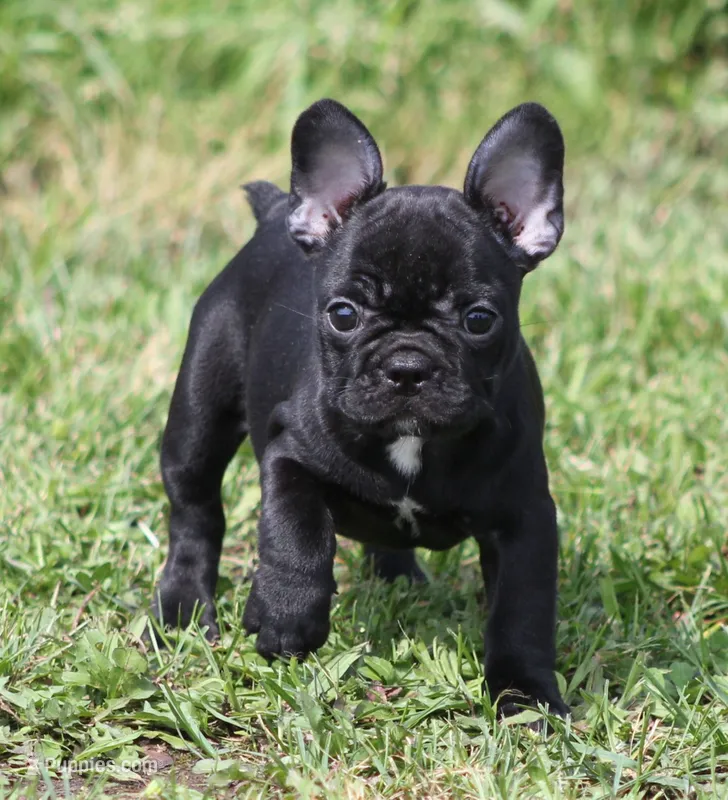 IVY – French Bulldog puppy for sale in Marshfield, MO