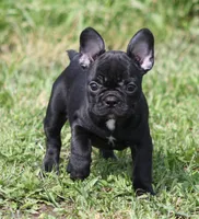 IVY, a female French Bulldog for sale in Marshfield, MO – 1 of 5