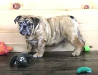FANNY, a female English Bulldog for sale in Marshfield, MO – 2 of 6