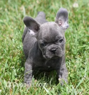 CHANCE BLUE – French Bulldog puppy for sale in Marshfield, MO