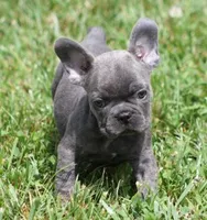 CHANCE BLUE, a male French Bulldog for sale in Marshfield, MO – 1 of 6