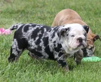 FANCY BLUE MERLE, a female English Bulldog for sale in Marshfield, MO – 6 of 6