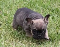 ELMO, a male French Bulldog for sale in Marshfield, MO – 3 of 5