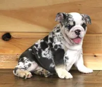 TINA - BLUE MERLE, a female English Bulldog for sale in Marshfield, MO – 4 of 6