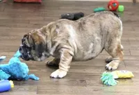 FANNY, a female English Bulldog for sale in Marshfield, MO – 5 of 6