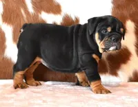 FLIRT BLACK TRI, a female English Bulldog for sale in Marshfield, MO – 2 of 5
