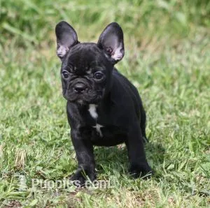 IVY – French Bulldog puppy for sale in Marshfield, MO