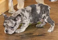 ISSAC BLUE MERLE, a male French Bulldog for sale in Marshfield, MO – 4 of 5