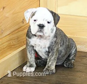GRETA BRINDLE – English Bulldog puppy for sale in Marshfield, MO