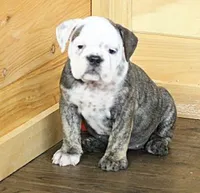 GRETA BRINDLE, a female English Bulldog for sale in Marshfield, MO – 1 of 6