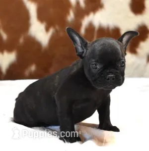 CELINA – French Bulldog puppy for sale in Marshfield, MO