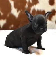 CELINA, a female French Bulldog for sale in Marshfield, MO – 1 of 1