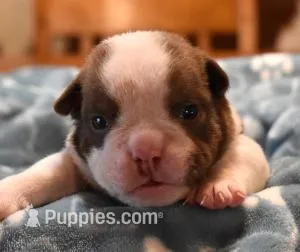 TEX - CHOCOLATE & WHITE – English Bulldog puppy for sale in Marshfield, MO